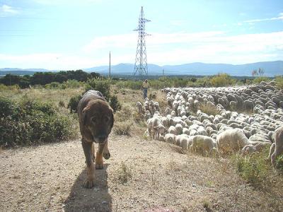 20080709022422-trashumancia-2.jpg